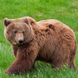 Like for Future Show Notifications